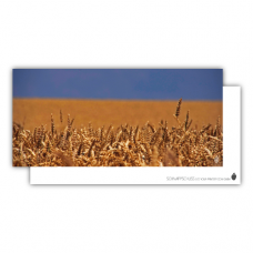 Postcard | Wheat field II